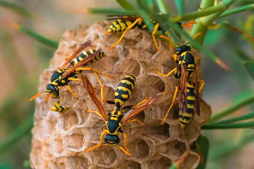 He encontrado un nido de avispas en la persiana: ¿qué hago?