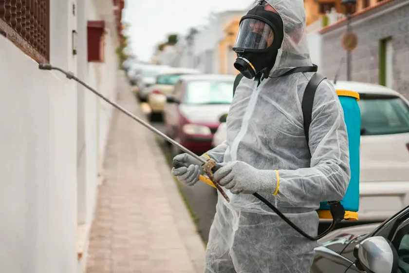 Veo hormigas con alas en casa: ¿son termitas?