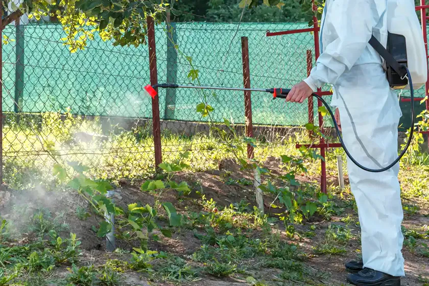 Tratamiento de la procesionaria en Sant Feliu de Llobregat — Fumtech