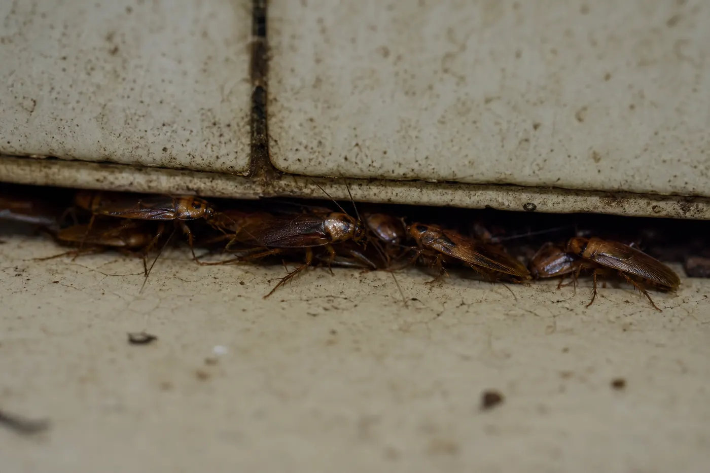 Cucarachas en Sant Feliu de Llobregat