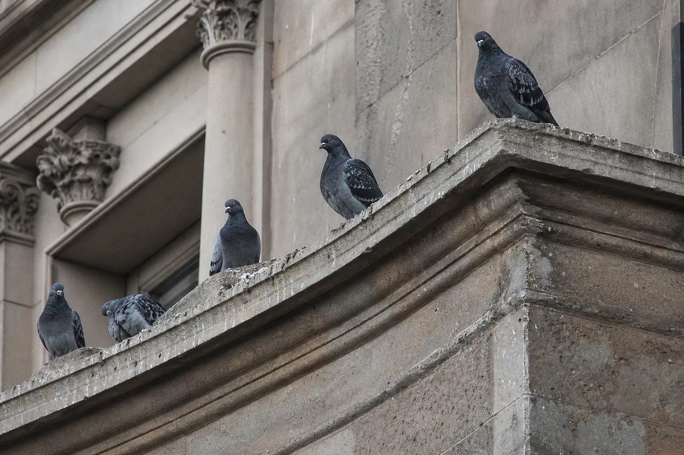Palomas en Sant Feliu de Llobregat