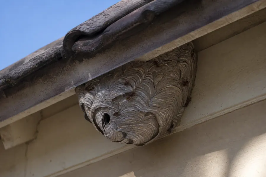 Tratamiento de avispas en Sant Feliu de Llobregat — Fumtech