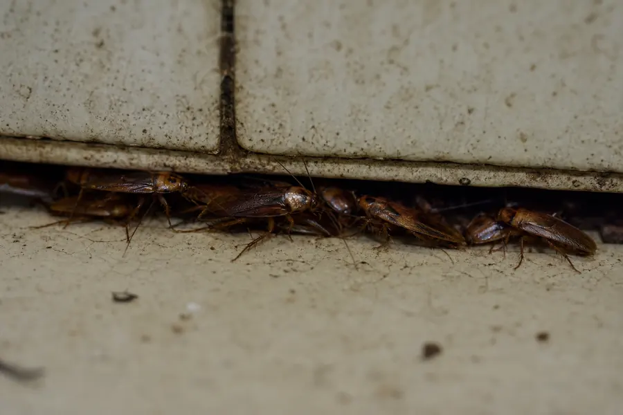 Cucarachas en el baño aunque limpio mucho: ¿por qué?