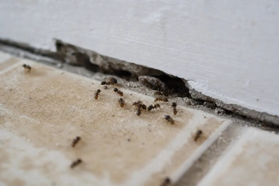 Veo hormigas con alas en casa: ¿son termitas?