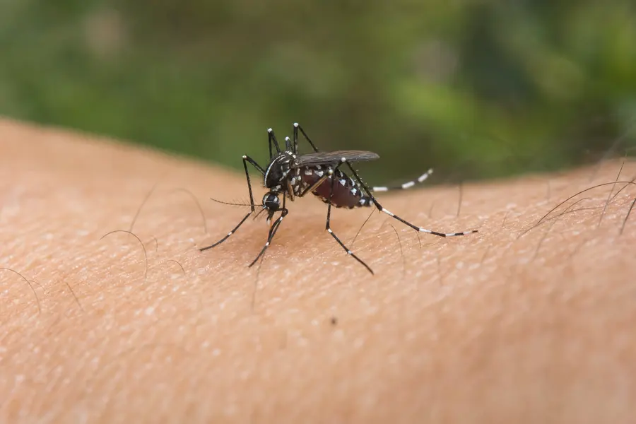 Tratamiento de mosquitos en Sant Feliu de Llobregat — Fumtech