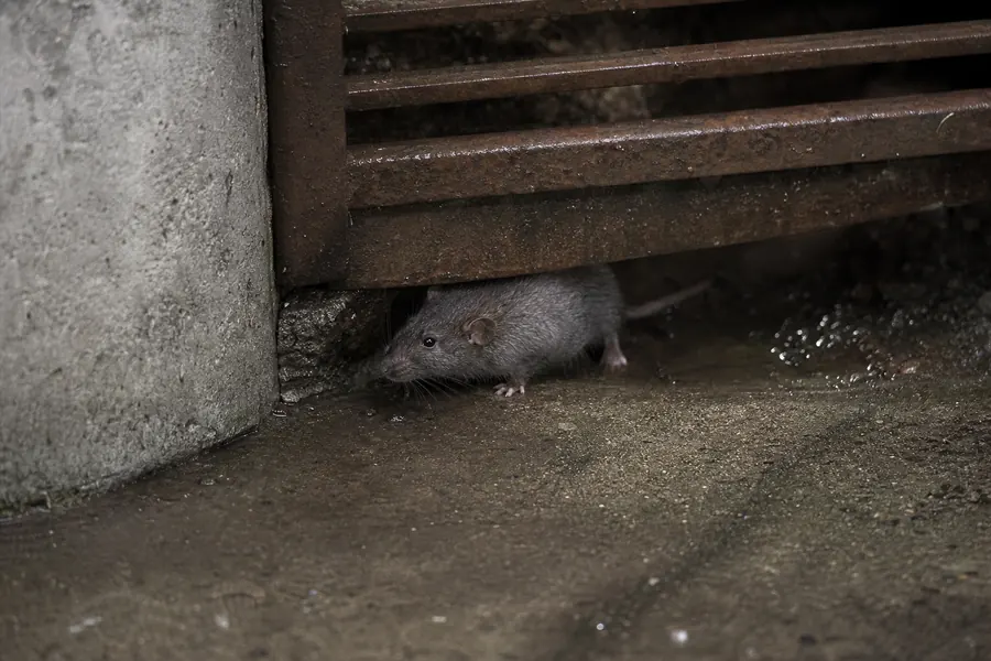 Tratamiento de ratas en Sant Feliu de Llobregat — Fumtech