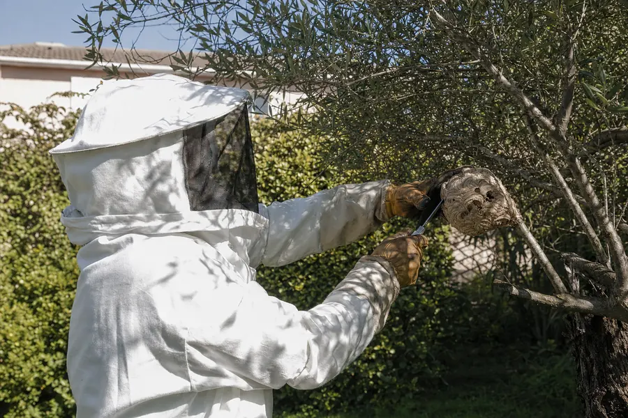 Retirada de nidos de avispas en Sant Feliu de Llobregat — Fumtech